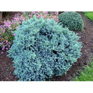 Borievka šupinatá (Juniperus squamata) ´BLUE STAR´ - ∅ 15-25 cm, kont. C2L